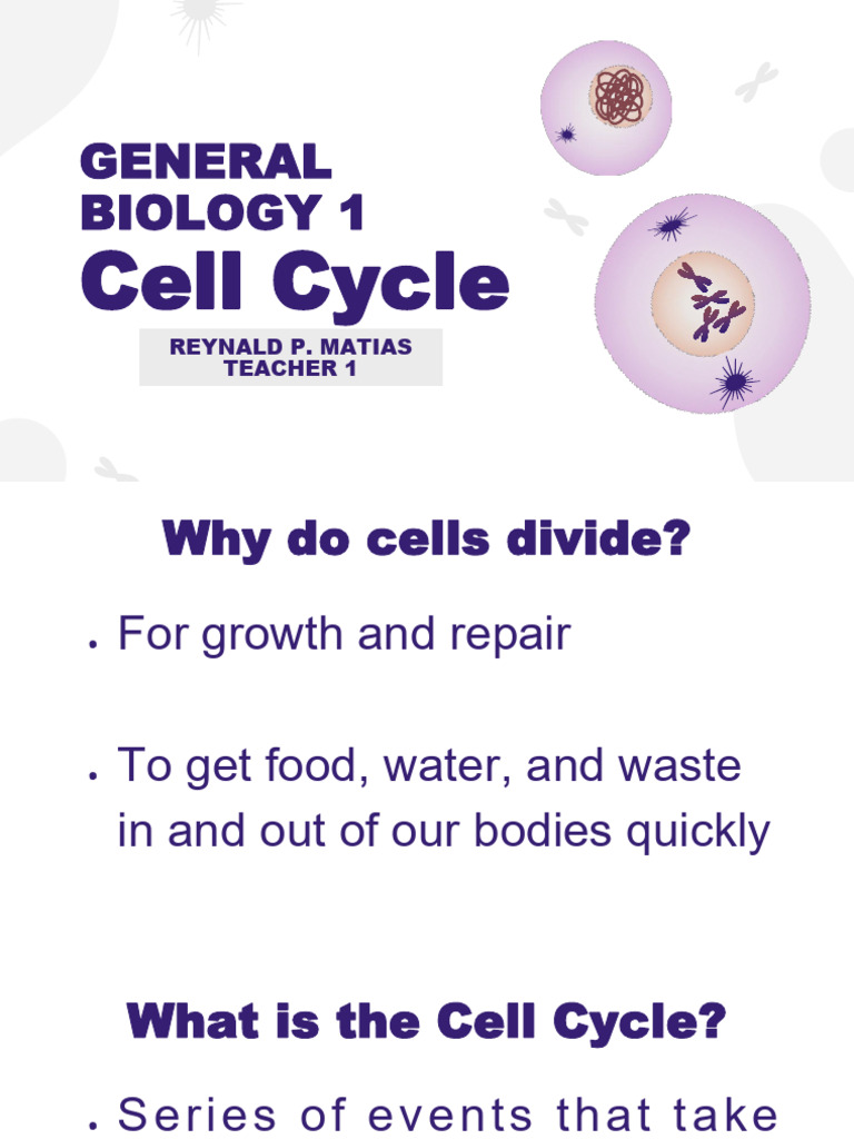 Cell Cycle, Mitosis Version 2 | PDF | Mitosis | Cell Cycle