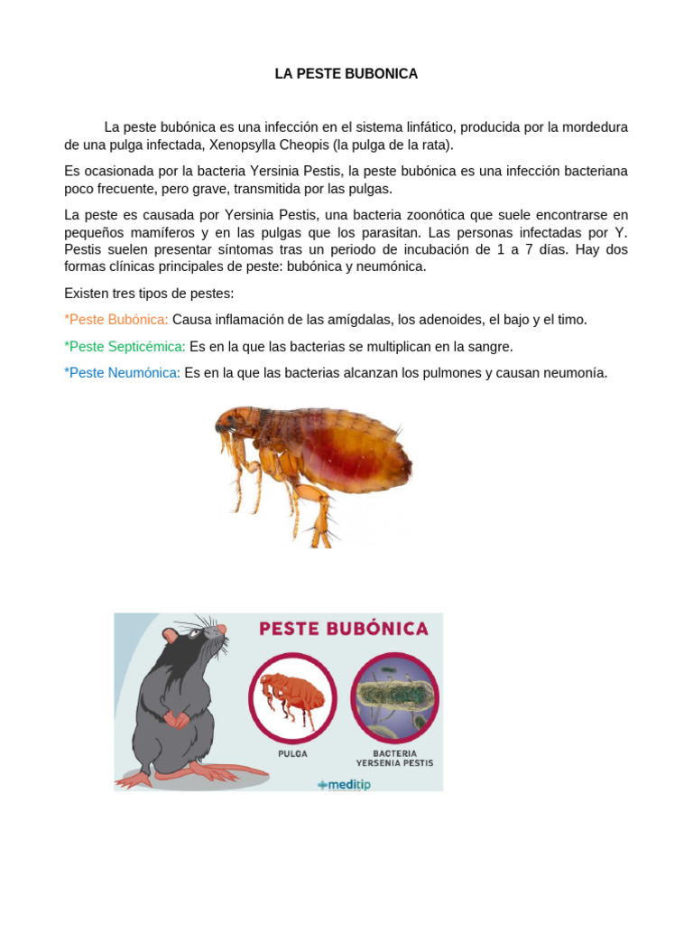 LA PESTE BUBONICA | PDF | Peste (enfermedad) | Muerte negra