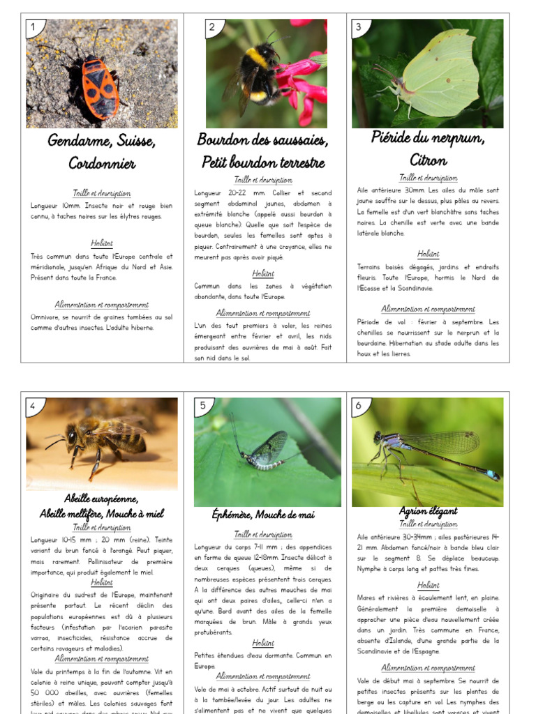 Insectes communs d'Europe et leur habitat | PDF | Insectes | Coléoptères