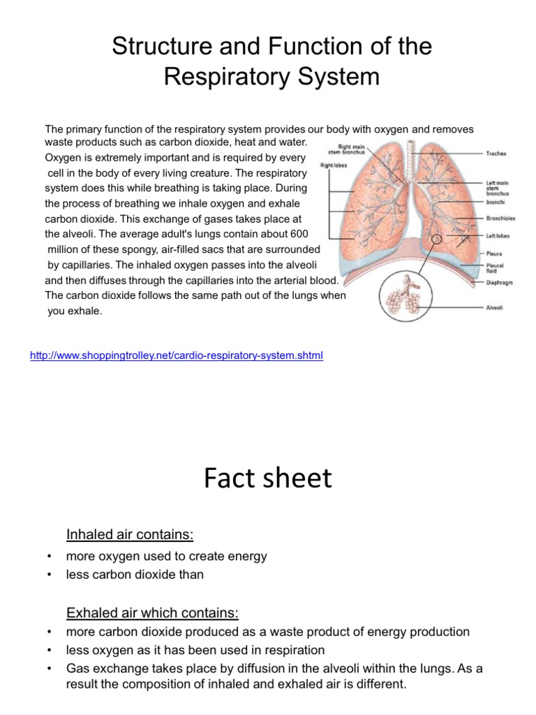 The Respiratory System