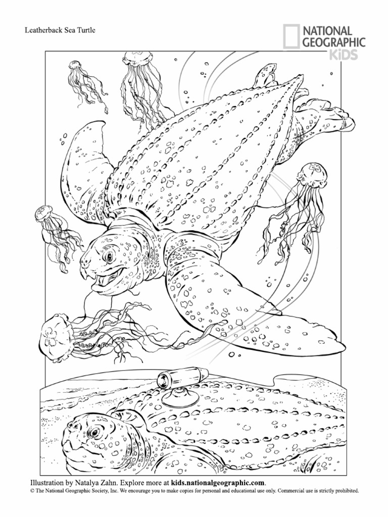 Leatherback Sea Turtle Coloring Page | PDF