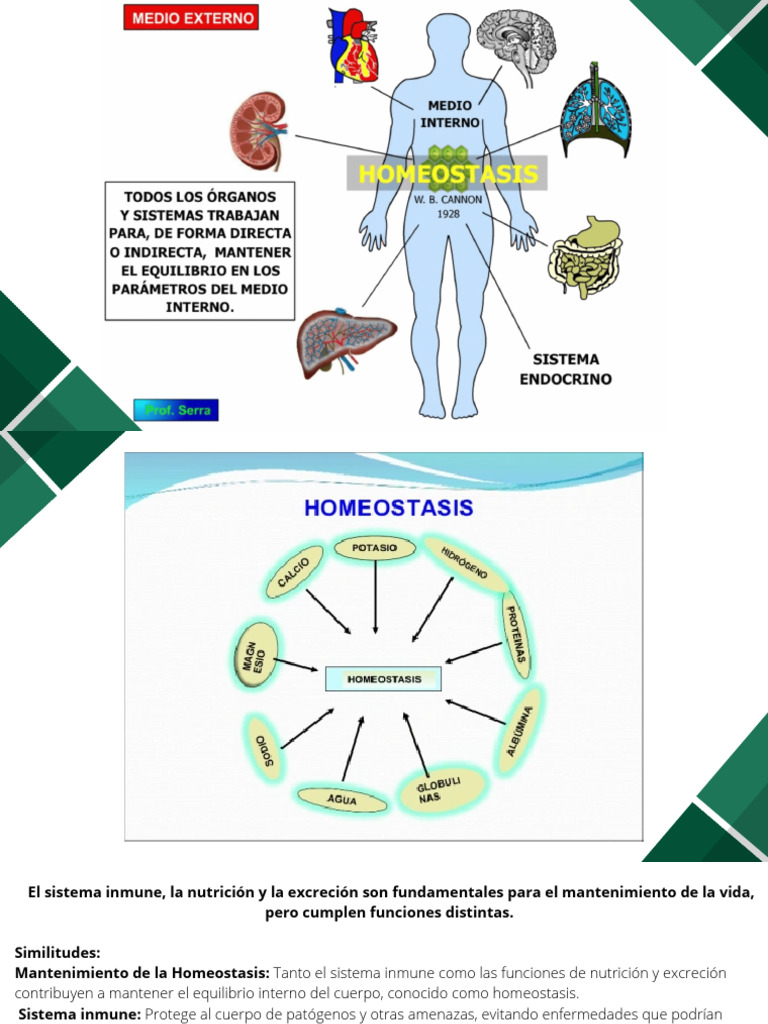 Funciones del Sistema Inmune y Homeostasis | PDF | Sistema inmune ...