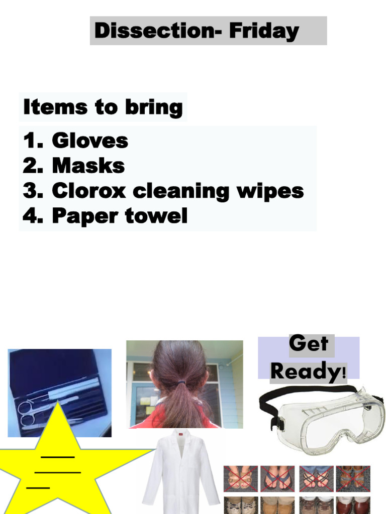 Kidney Dissection Pdf Kidney Urinary System