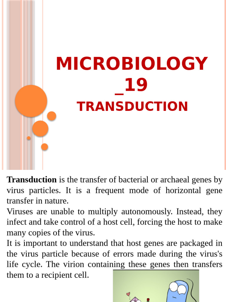Microbiology 19 - Bacterial Transduction | PDF | Bacteriophage | Virus
