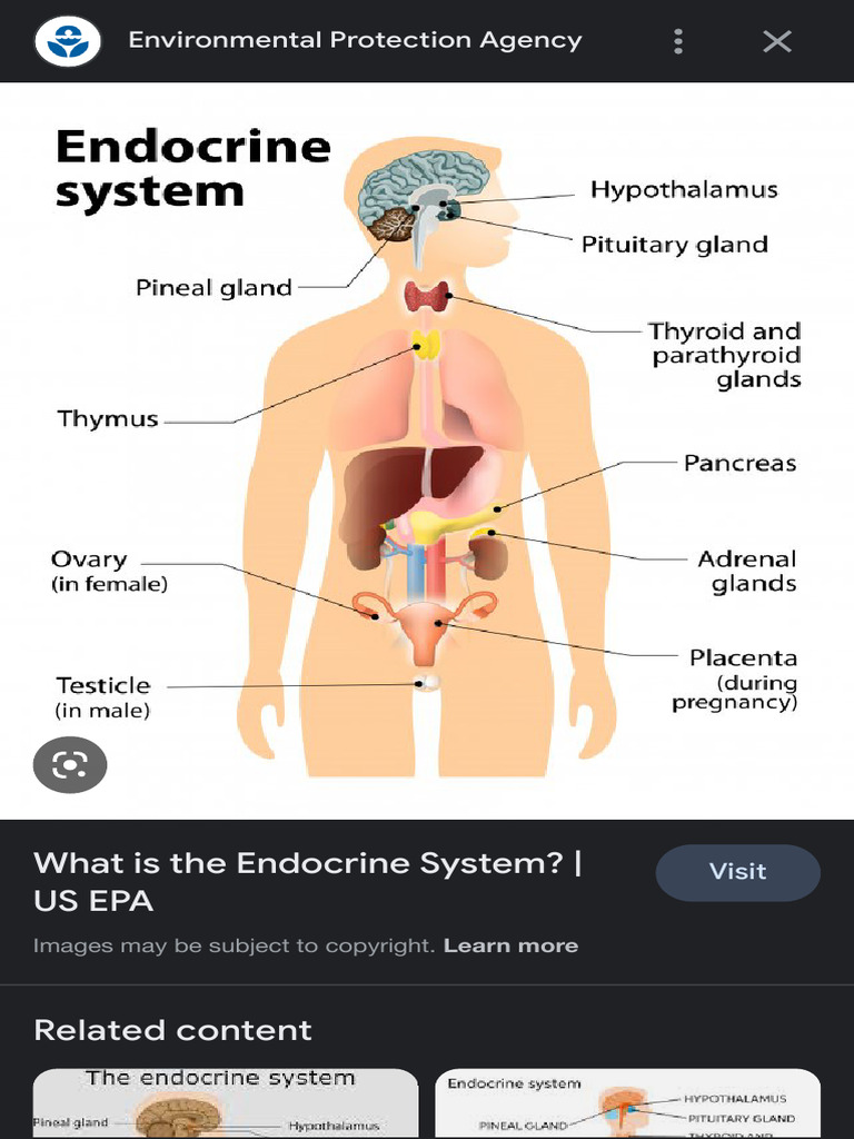 The Endocrine System - Google Search | PDF