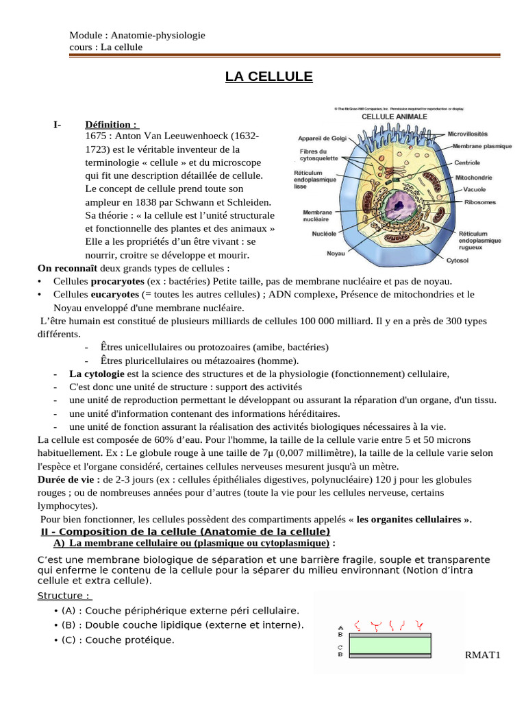Anatomie et Fonction de la Cellule | PDF | Cellule (Biologie) | Mitose