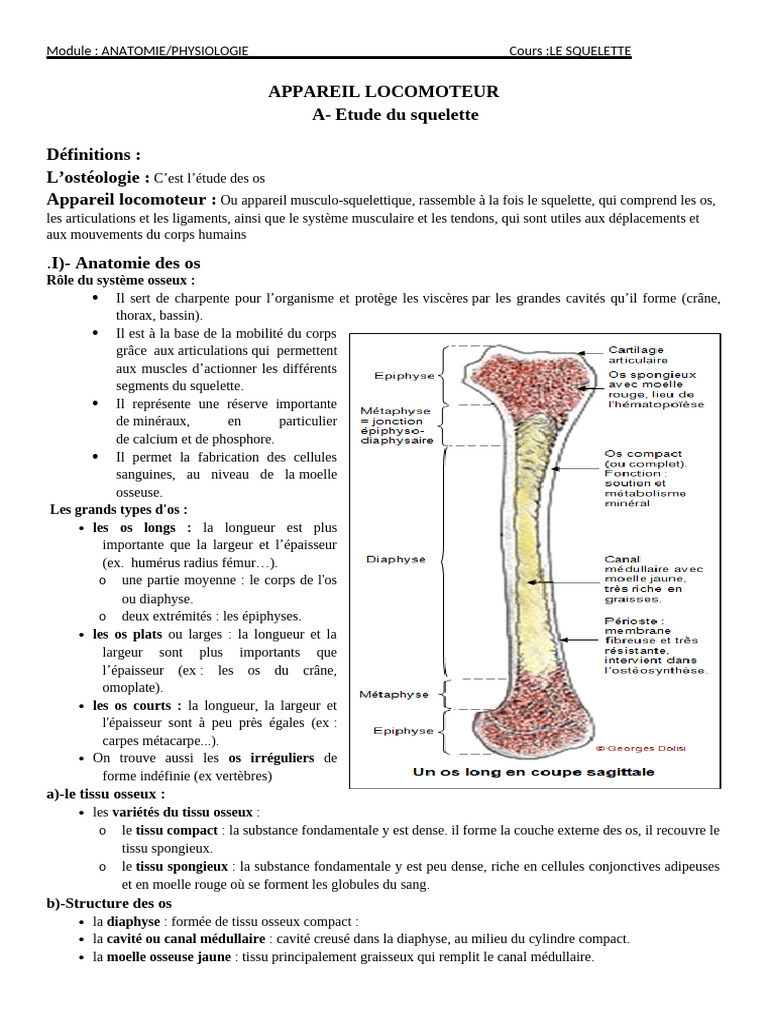 Anatomie du Squelette Humain | PDF | Vertèbre | Colonne vertébrale