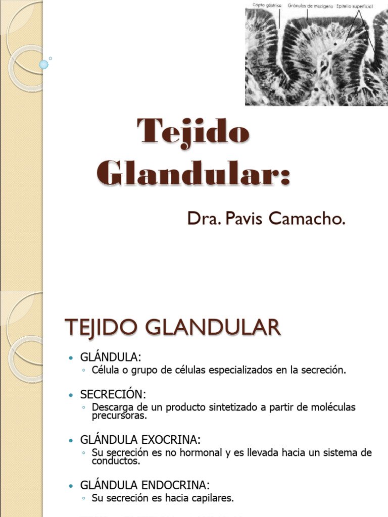 Tejido Glandular UNEFM 1er Semestre IV Unidad | PDF | Epitelio | Secreción