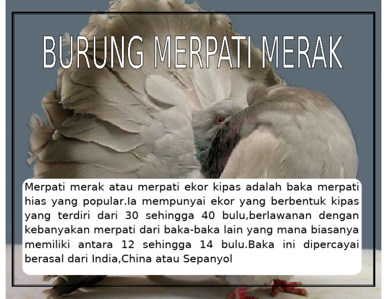 Burung Merpati Merak | PDF