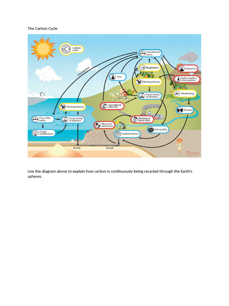Understanding the Carbon Cycle Process | PDF