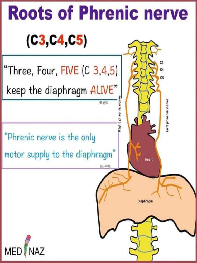 Phrenic Nerve Roots | PDF