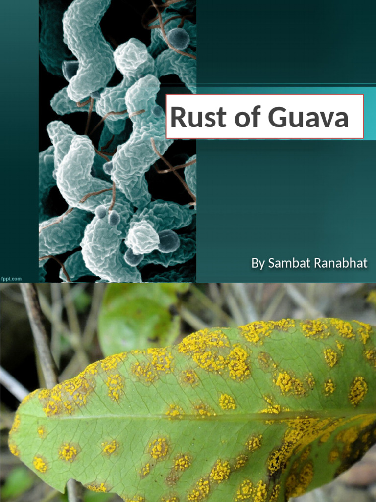 Guavarust 201127122747 | PDF | Fungus | Mycology