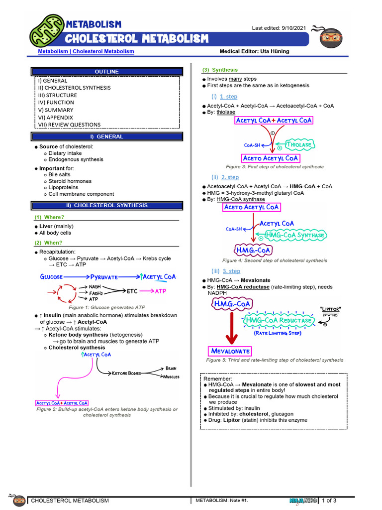 Cholesterol Metabolism Overview Guide | PDF | Cholesterol | Metabolism