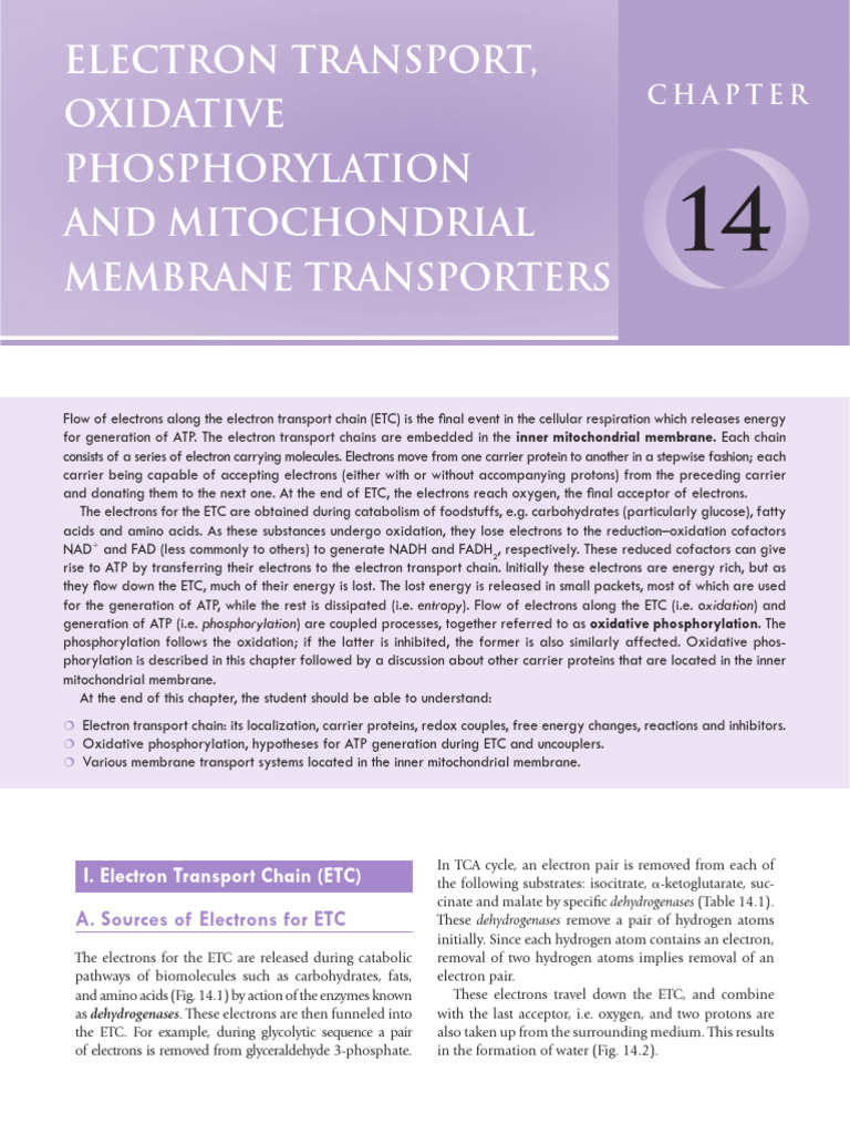 ETC and Oxidative Phosphorylation | PDF | Electron Transport Chain ...