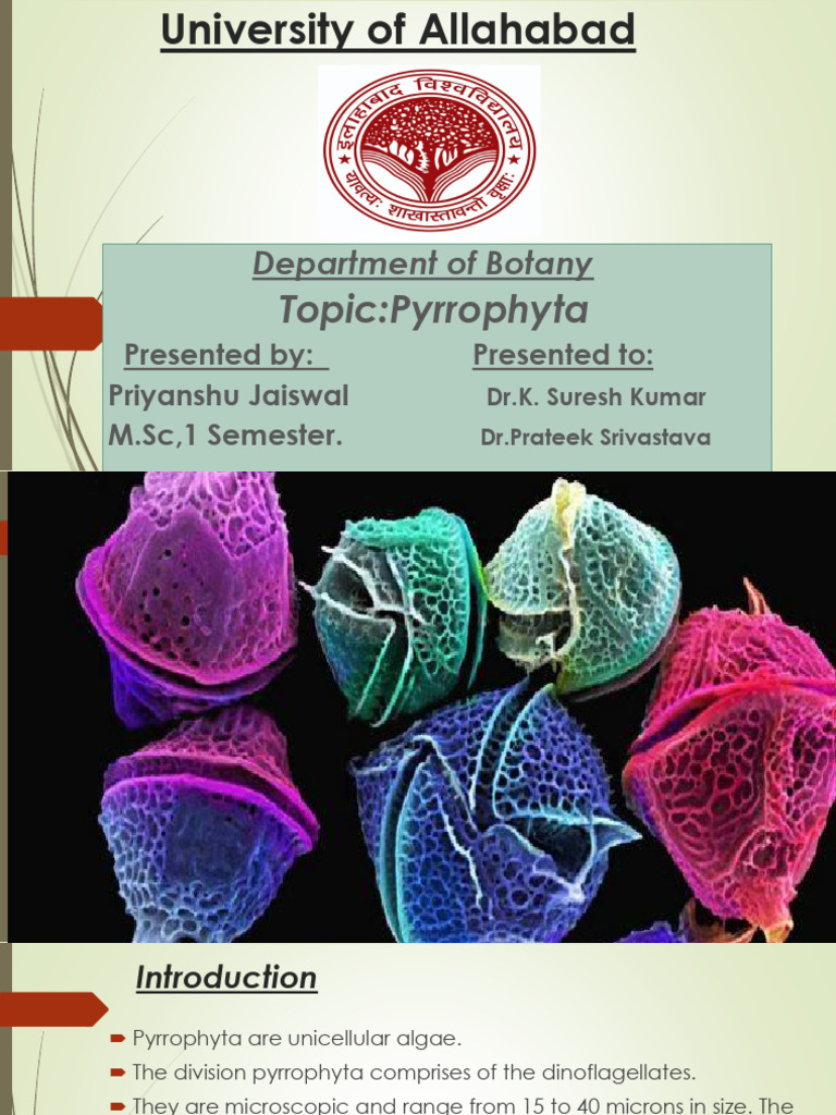 Overview of Pyrrophyta Algae | PDF | Organisms | Biology