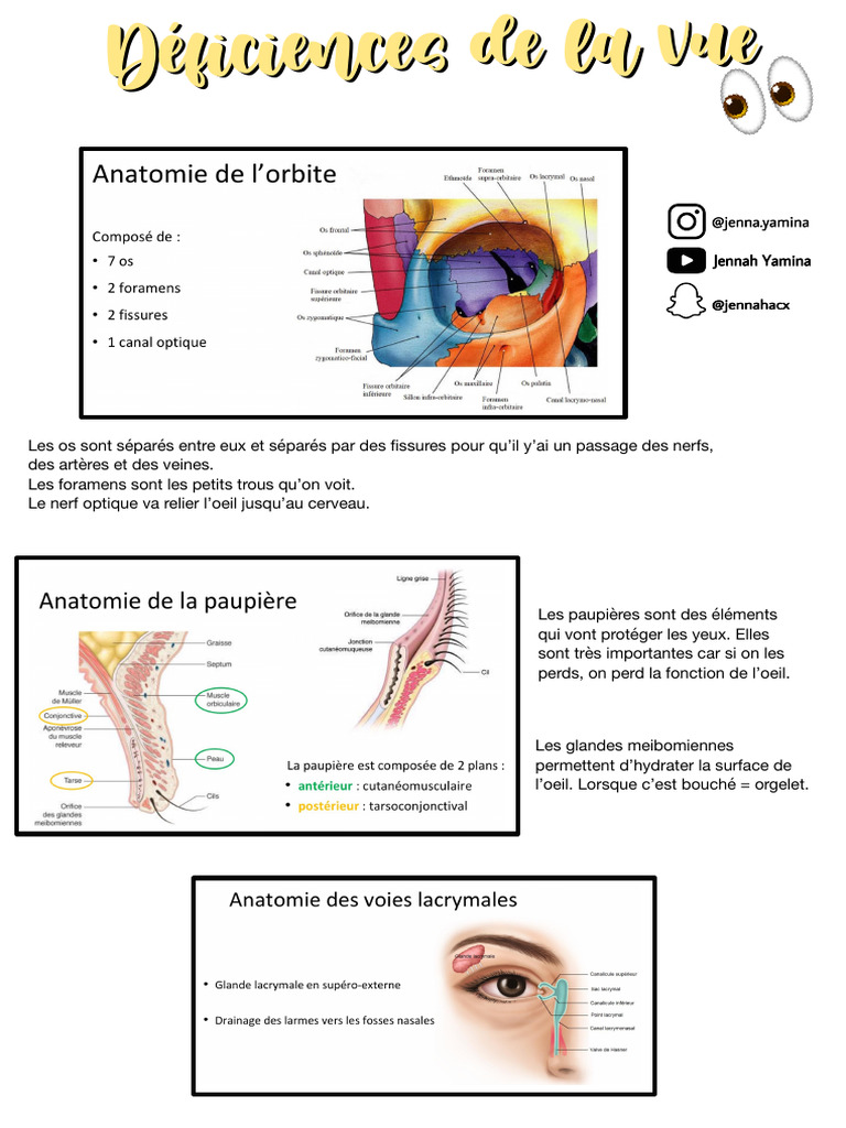 Déficiences visuelles : causes et traitements | PDF | Œil | Système visuel