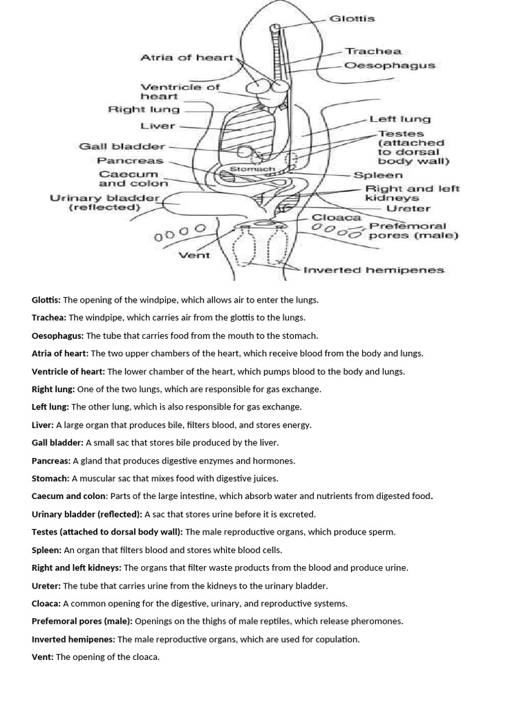 common-house-gecko-pdf-regeneration-biology-human-body