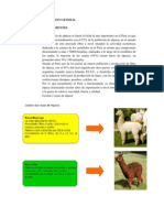 Plan de Negocio de Chompa de Alpaca II