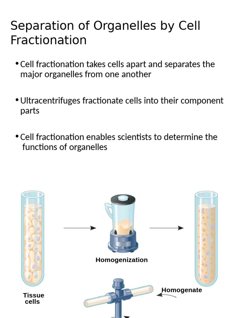 Organelles Separation via Centrifugation | PDF | Centrifugation | Cell ...