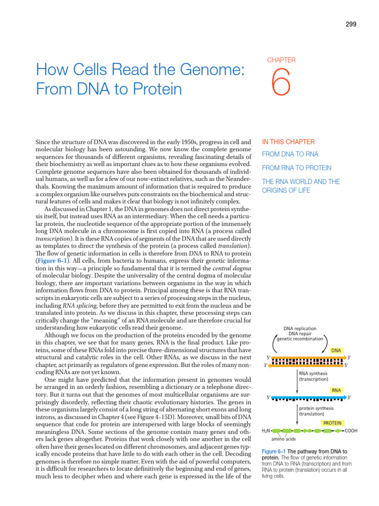 01 From DNA to RNA | PDF | Rna | Dna