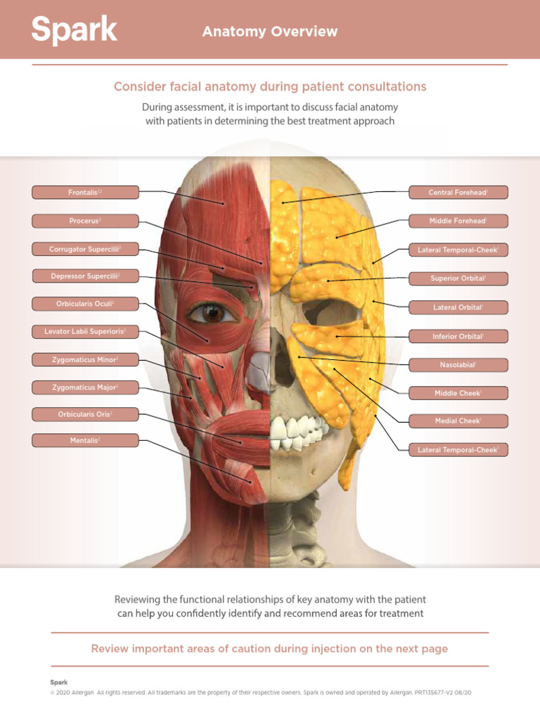 Anatomy Overview | PDF | Human Anatomy | Human Head And Neck