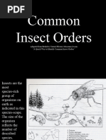 Insect Orders Identification Key | PDF | Insects | Arthropods