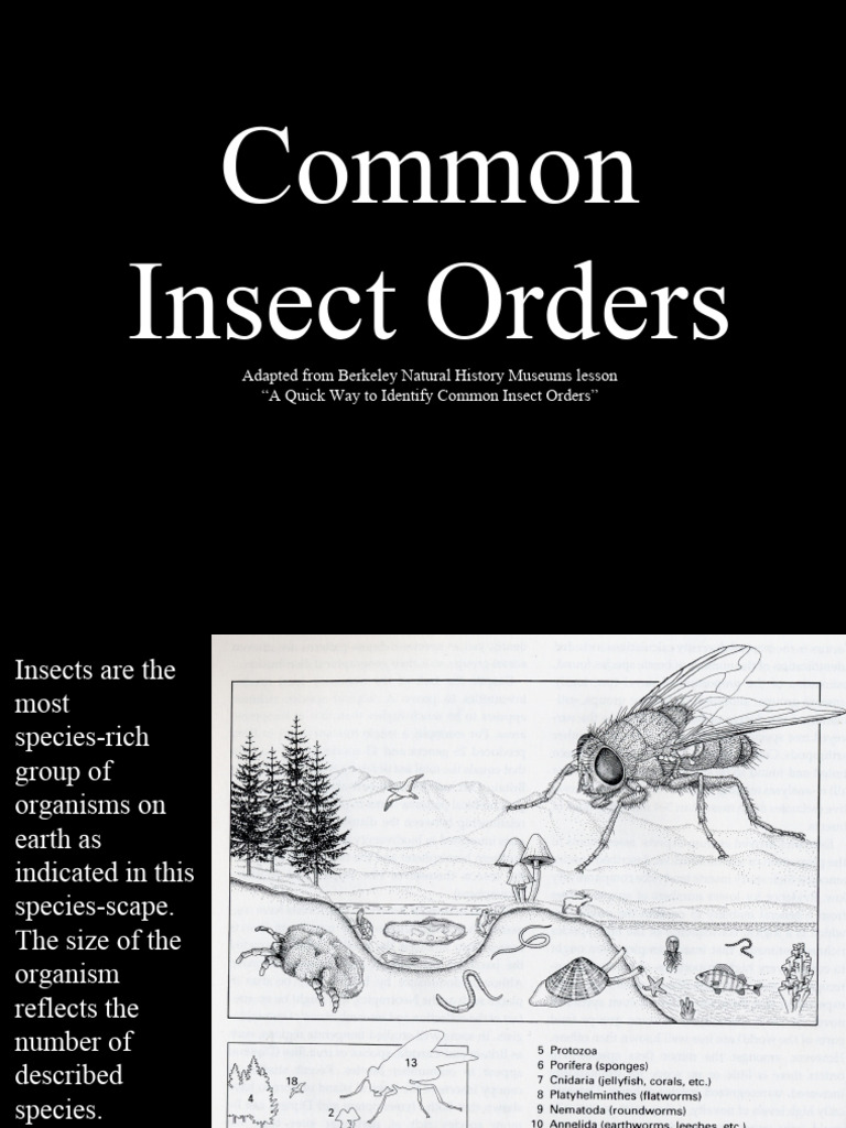Common Insect Orders Identification Guide | PDF | Hymenoptera | Fly