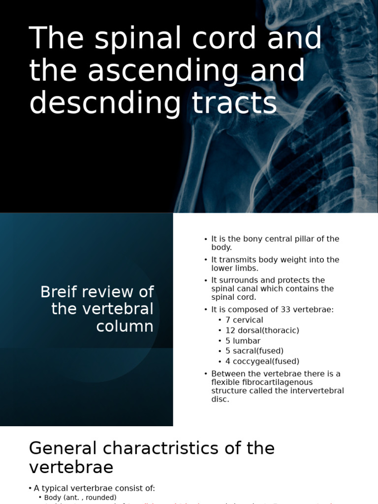 Overview of the Spinal Cord Anatomy | PDF | Vertebra | Vertebral Column