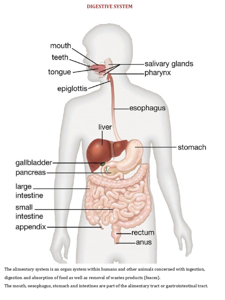 Biology Notes SHS 2 | PDF | Heart Valve | Artery
