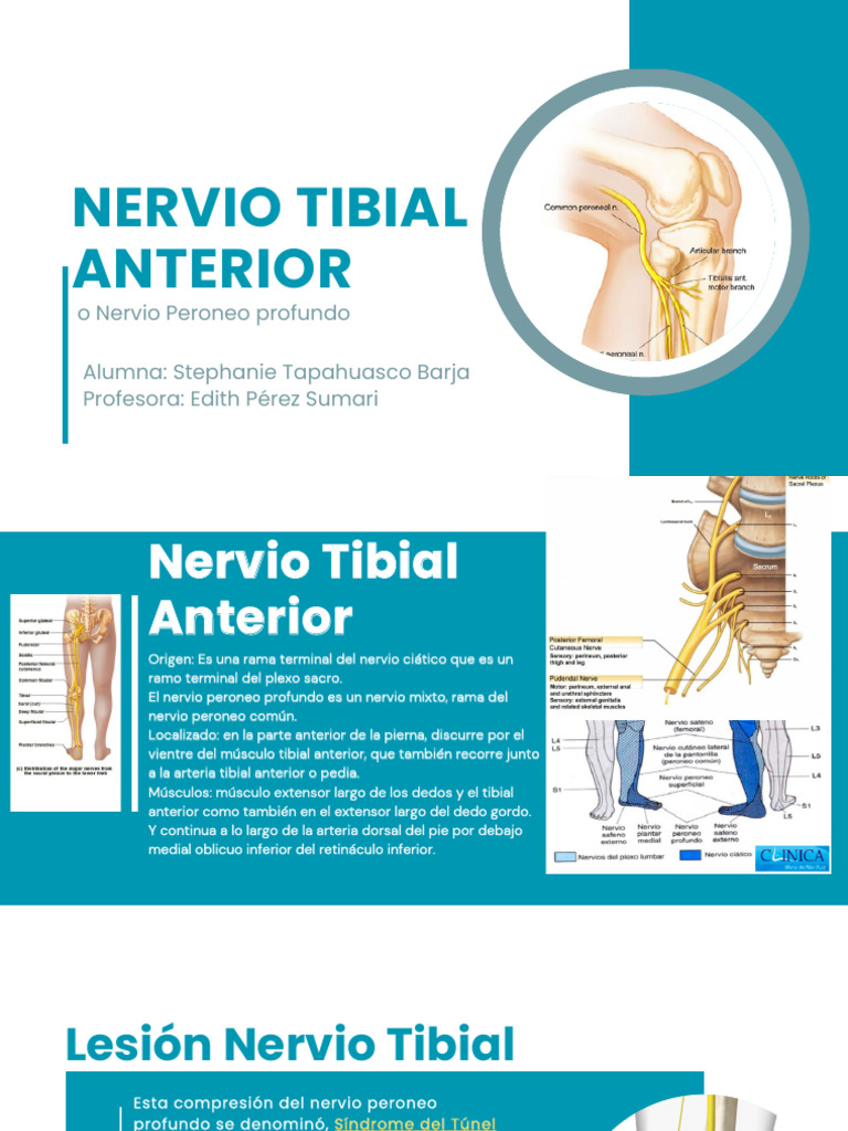 Nervio Tibial Anterior | PDF | Dedo del pie | Sistema musculoesquelético