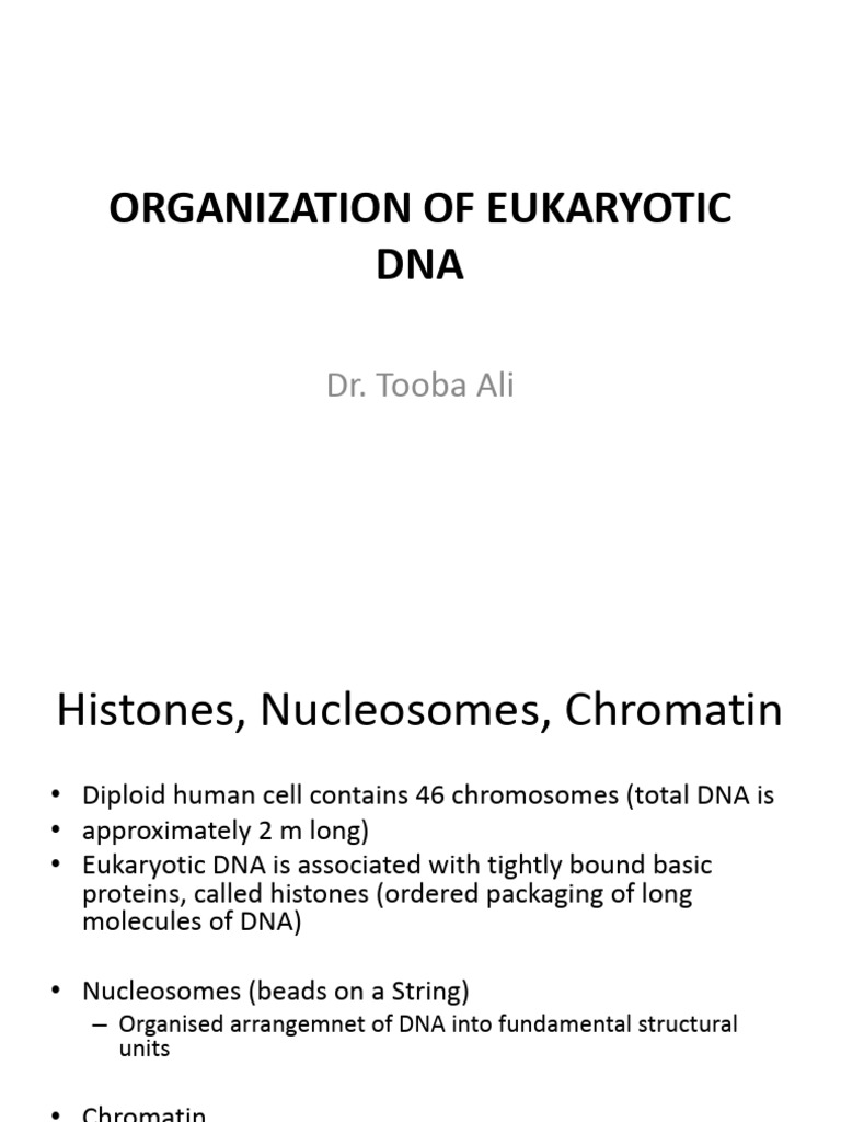 Organization of Eukaryotic Dna | PDF
