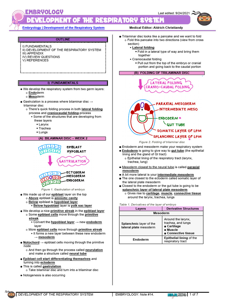 Development of The System Respiratory | PDF | Larynx | Lung