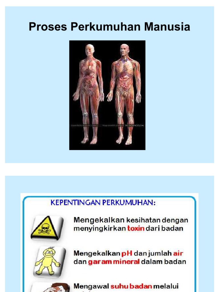 Proses Perkumuhan Manusia Pdf