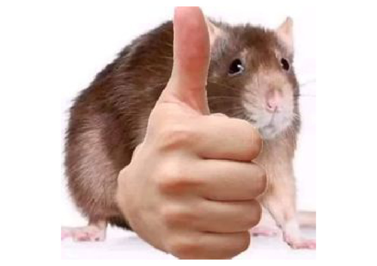 WHAT IS RATO visual data 3