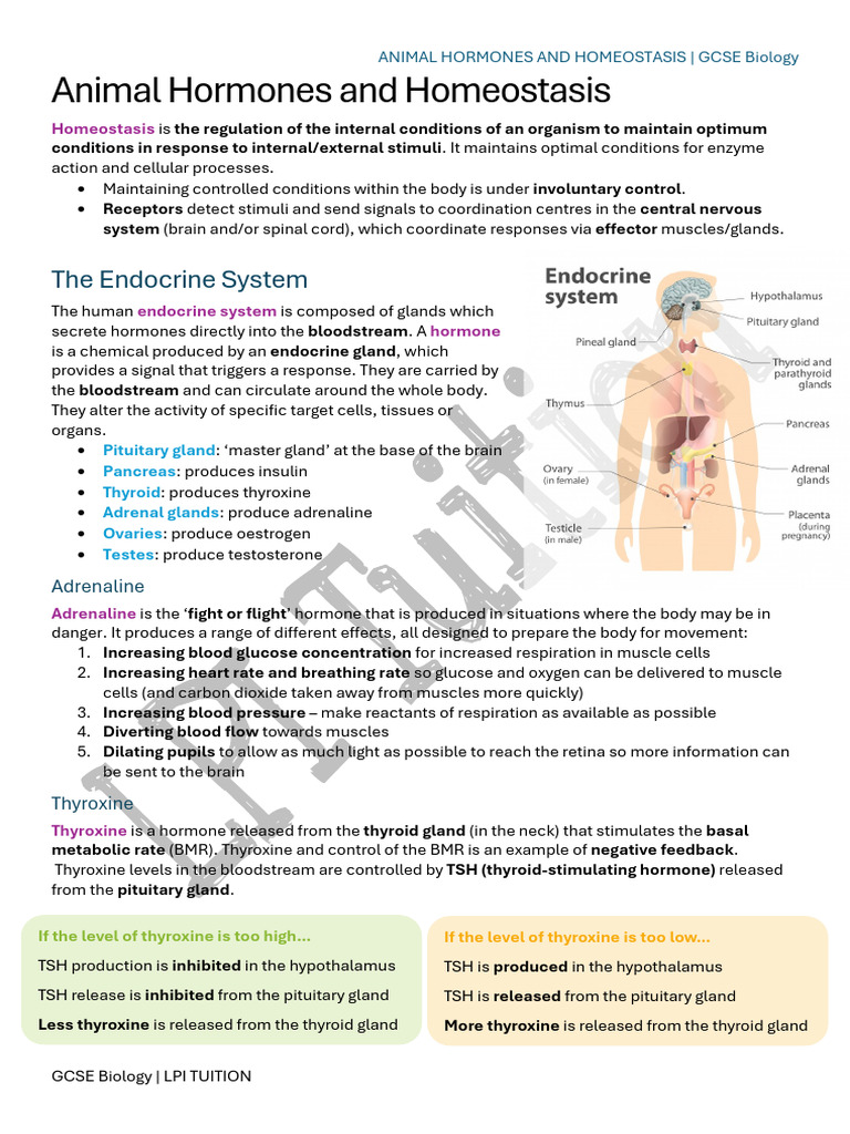 Summary - Animal Hormones and Homeostasis | PDF | Menstrual Cycle ...