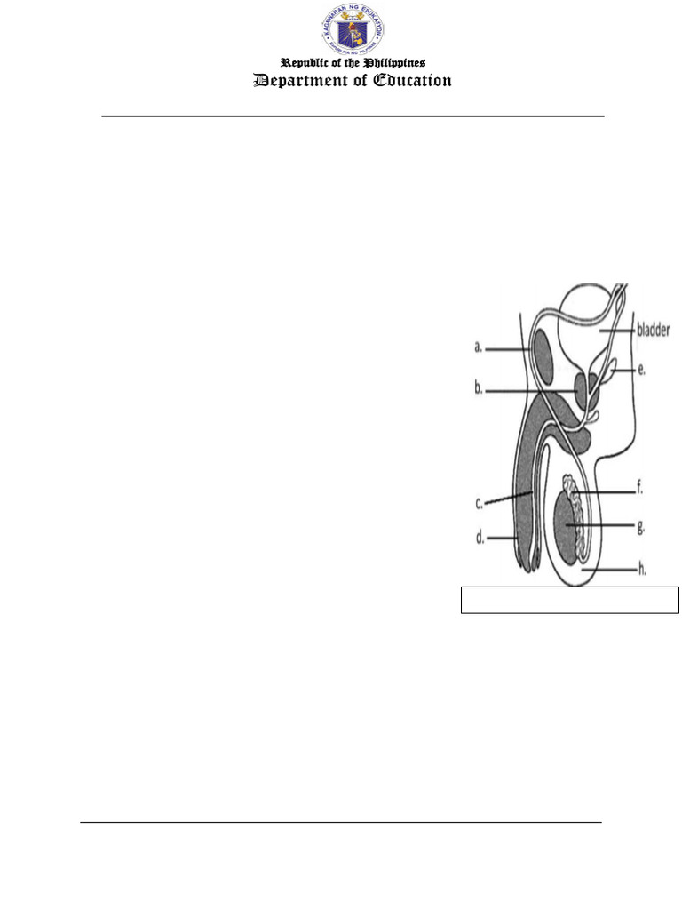 Science 10: Hormones in Reproductive System | PDF | Menstrual Cycle ...