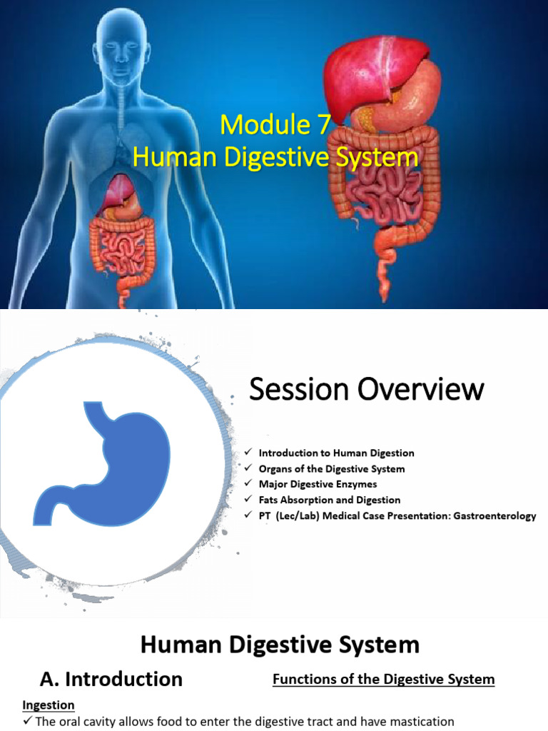 Module 7 - Human Digestive System-1 | PDF | Human Digestive System ...