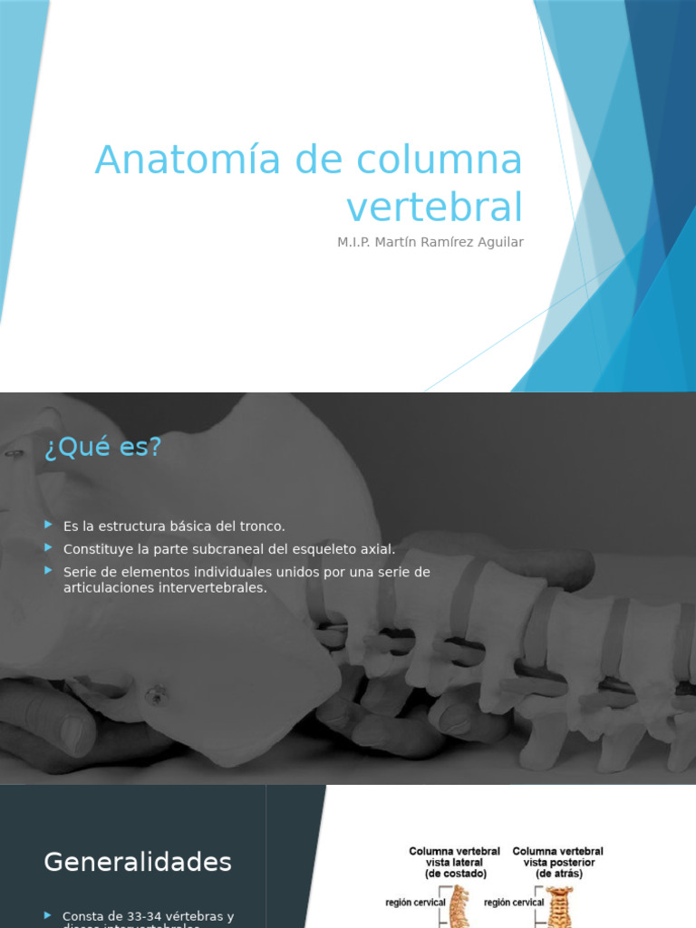 Anatomía y Funciones de la Columna Vertebral | PDF | La columna ...