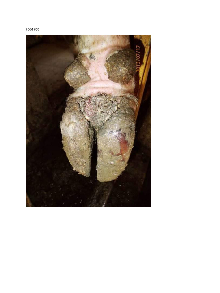 Images - Foot Rot | PDF