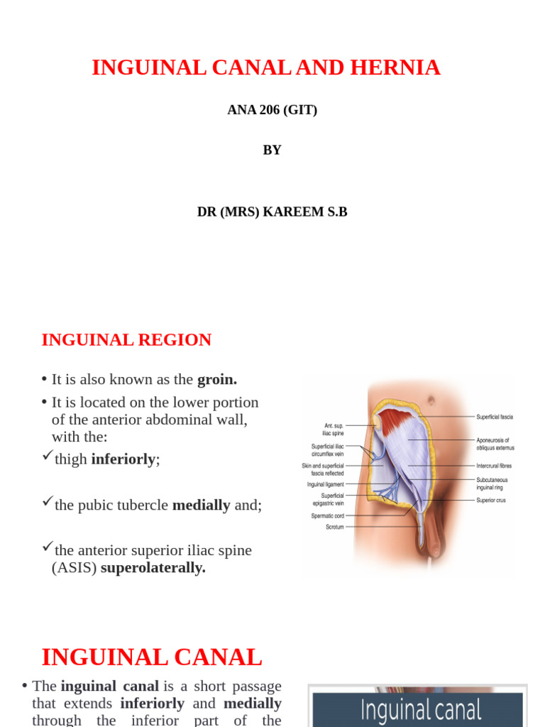 Inguinal Canal Anatomy and Hernias | PDF | Musculoskeletal System