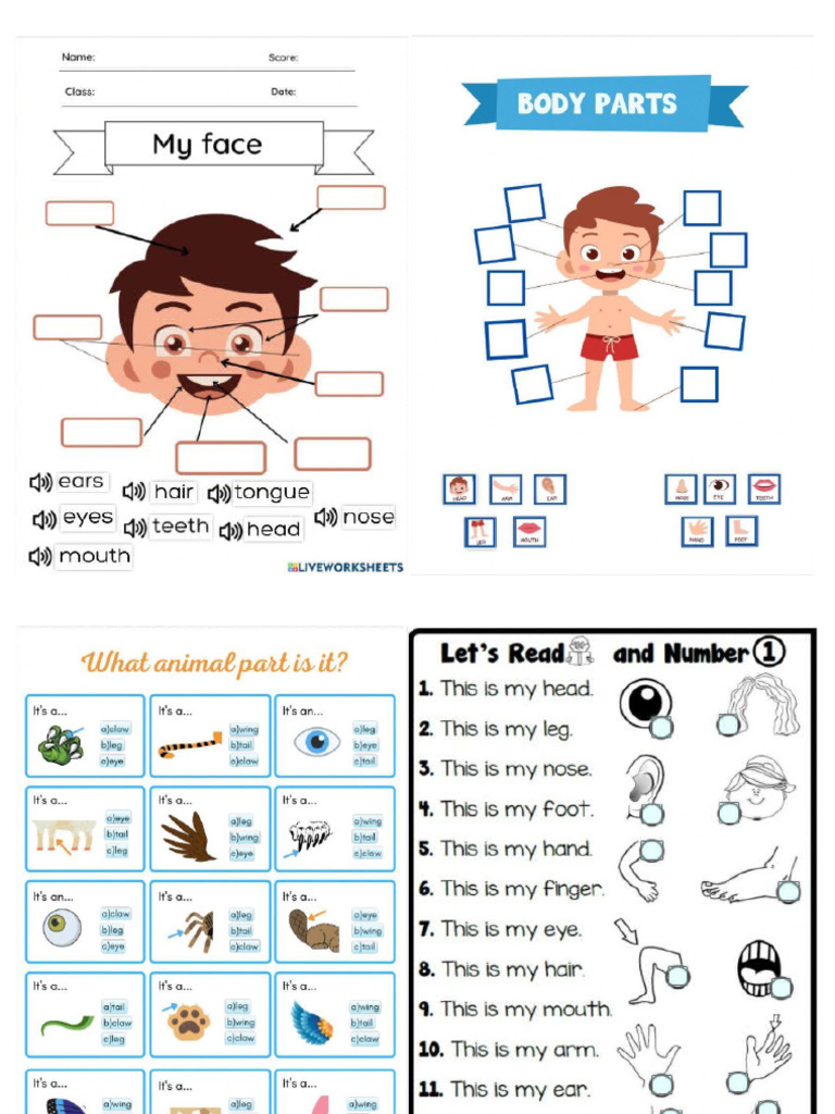Body Parts | PDF