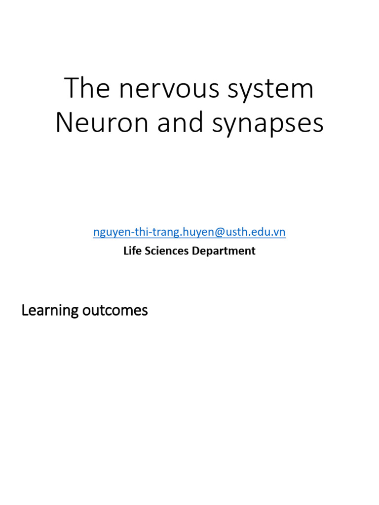 Understanding Neurons and Synapses | PDF | Action Potential ...