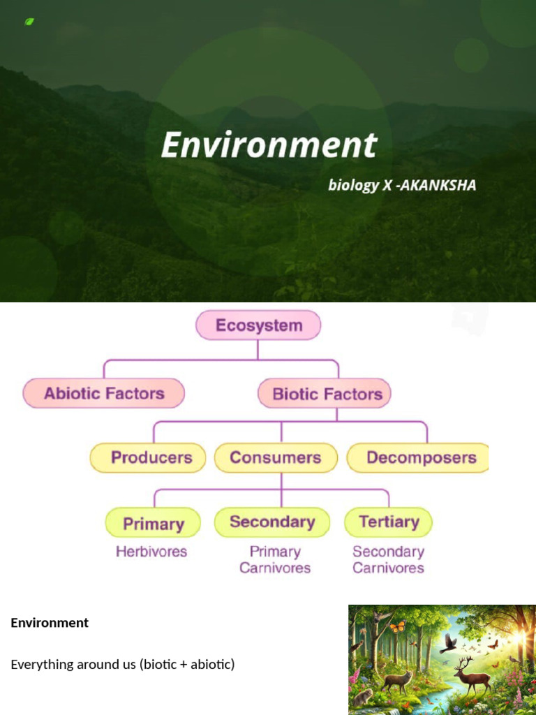 Ecosystem Dynamics & Energy Flow | PDF | Food Web | Ecosystem