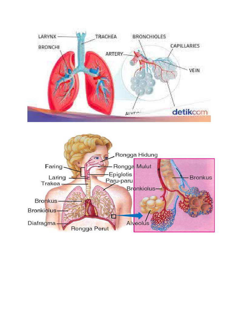 gambar sistem pernafasan | PDF