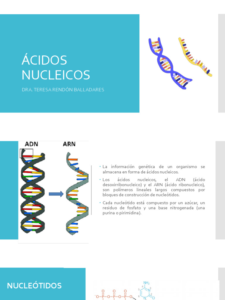 Estructura y Función de Ácidos Nucleicos | PDF | Rna | Histona