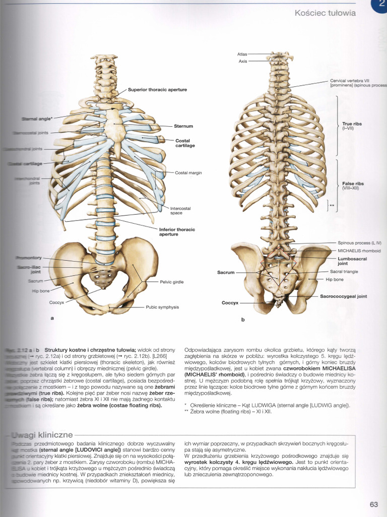 sobotta osteologia | PDF