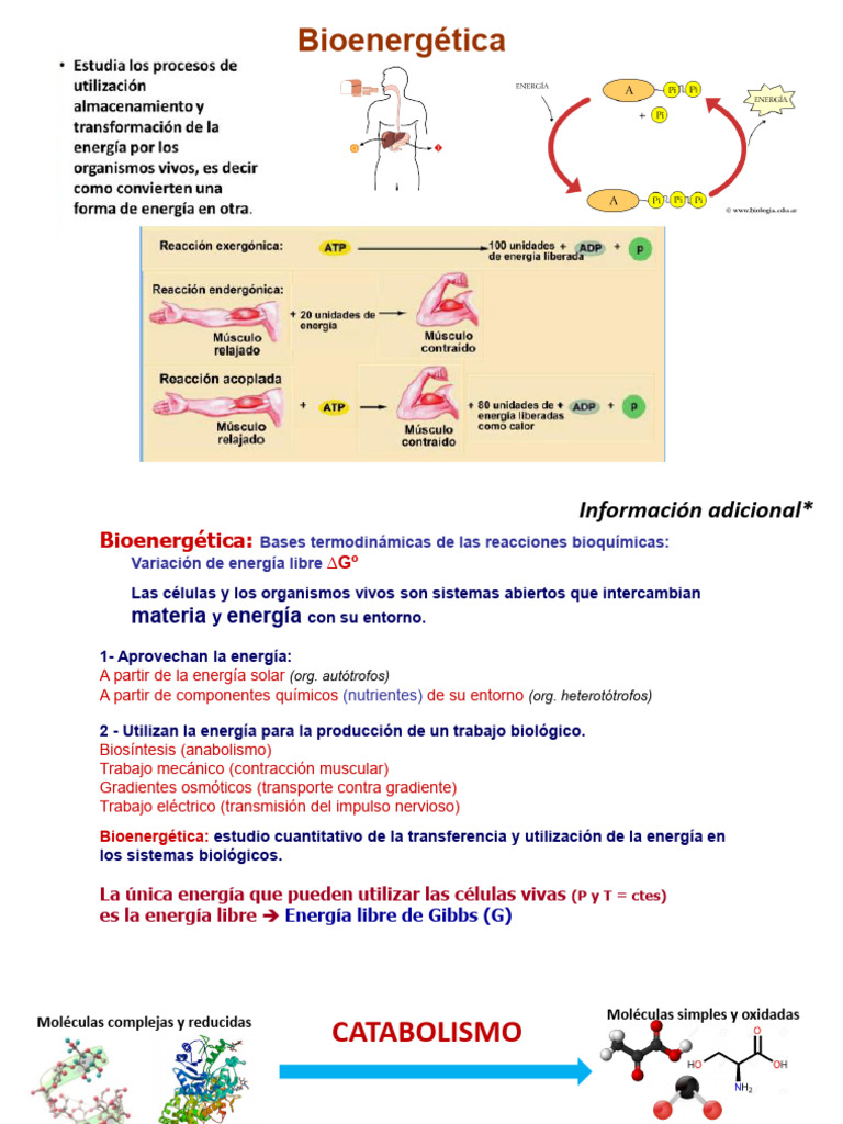 Módulo 2 Bioenergetica | PDF | Metabolismo | Bioenergética