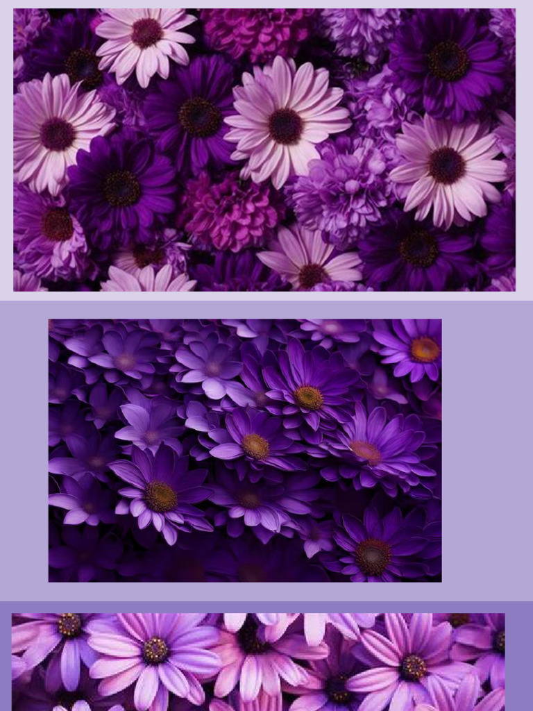 Purple poem document pdf