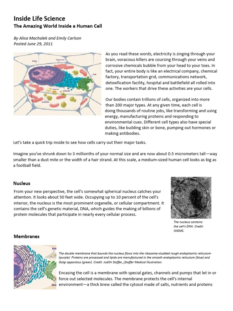 Cell Article | PDF | Endoplasmic Reticulum | Cell (Biology)