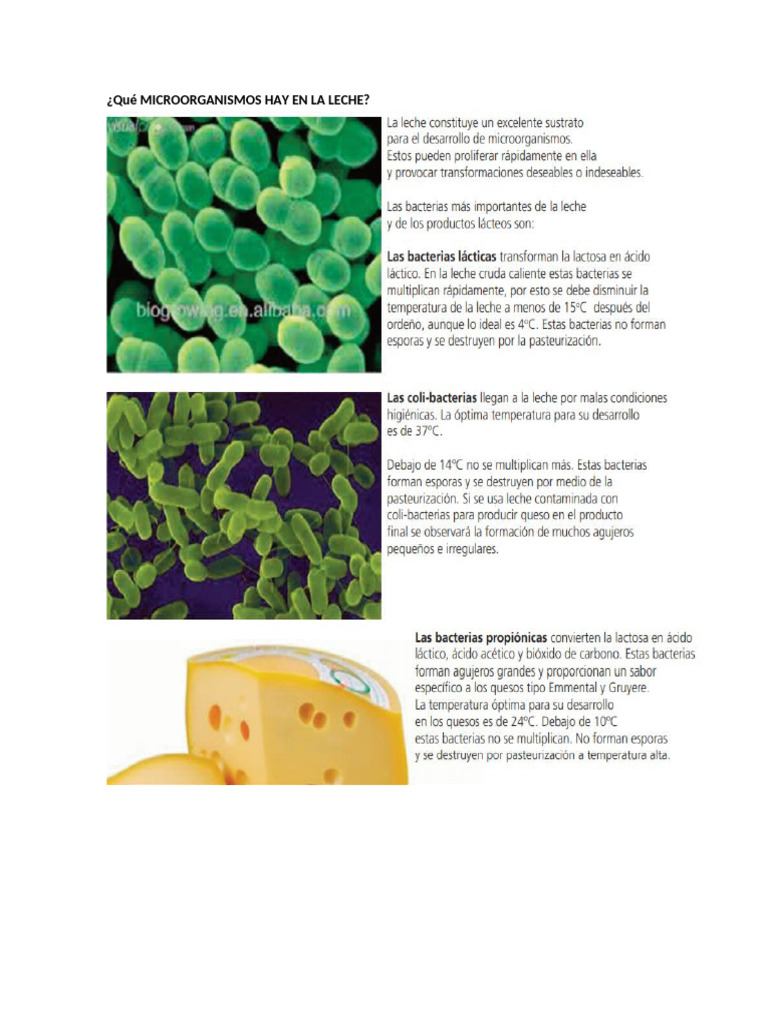 LOS MICROORGANISMOS EN LA LECHE-1 | PDF